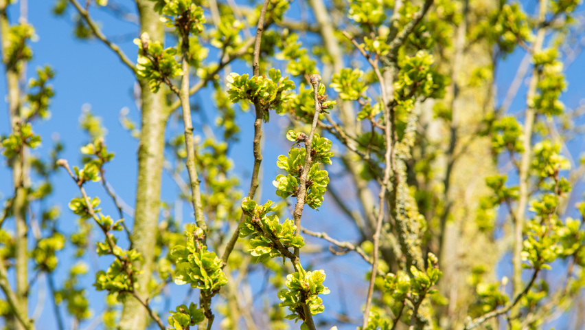 Ulmus 'Columella' vrucht