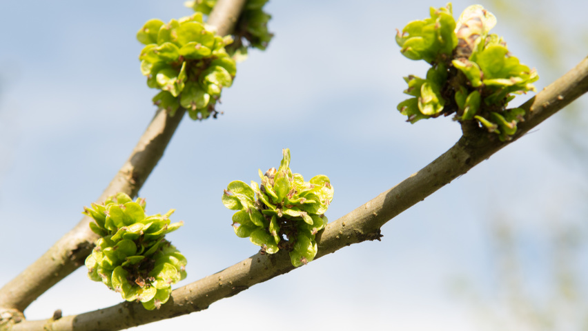 Ulmus 'Columella' vrucht
