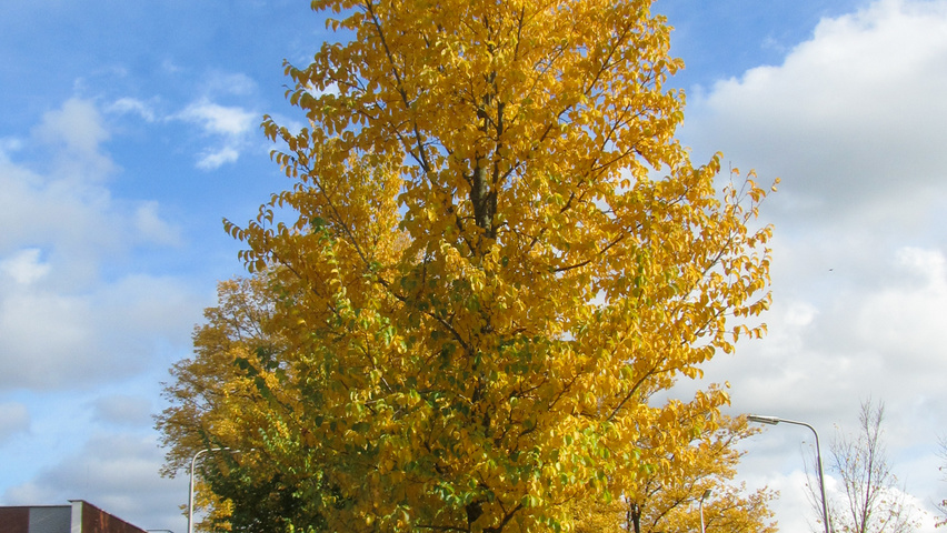 Ulmus 'Columella' hoogstam