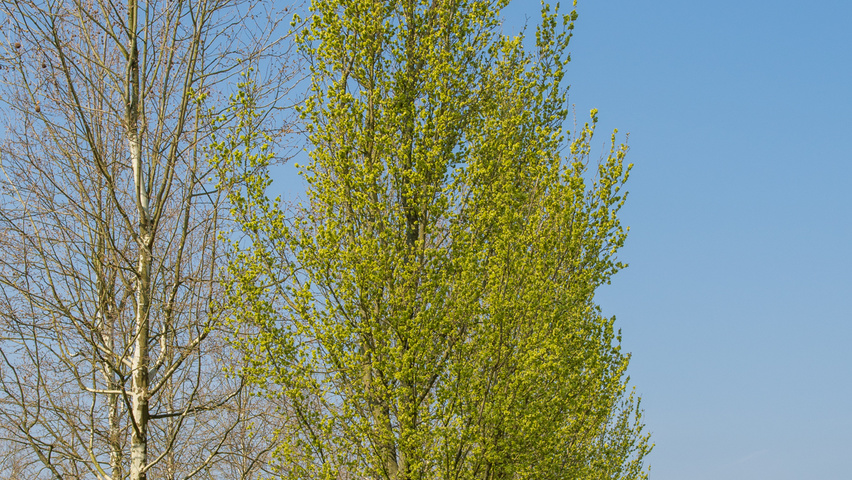 Ulmus 'Columella' hoogstam