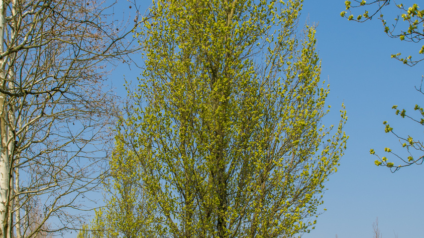 Ulmus 'Columella' hoogstam