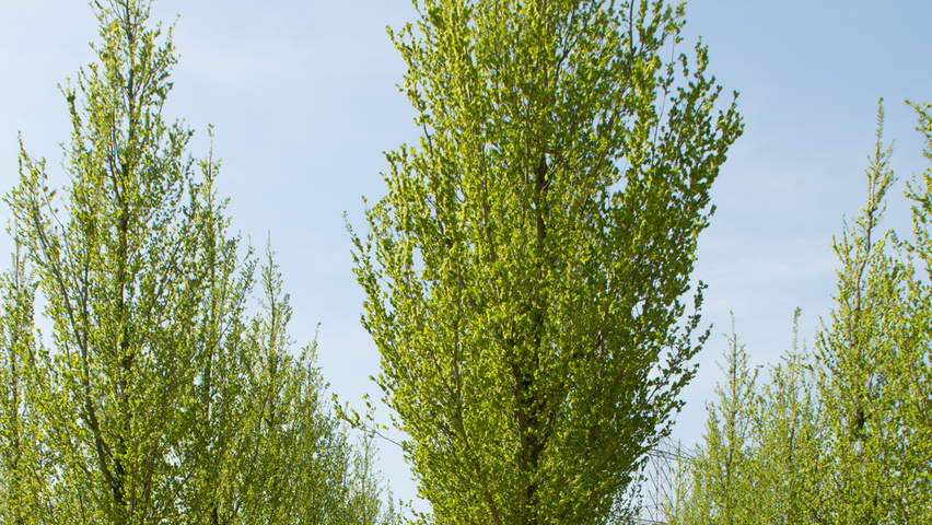 Ulmus 'Columella' hoogstam