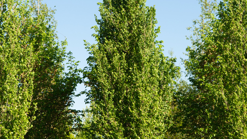 Ulmus 'Columella' hoogstam