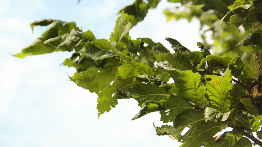 Ulmus 'Columella' blad