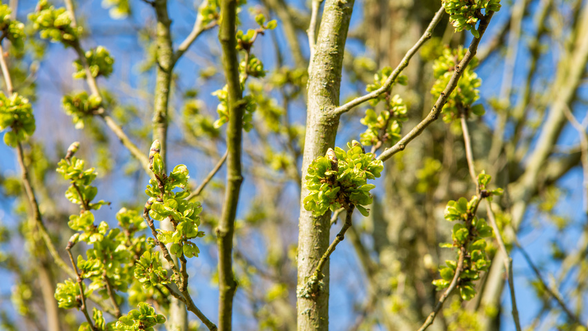 Ulmus 'Columella' twijgen