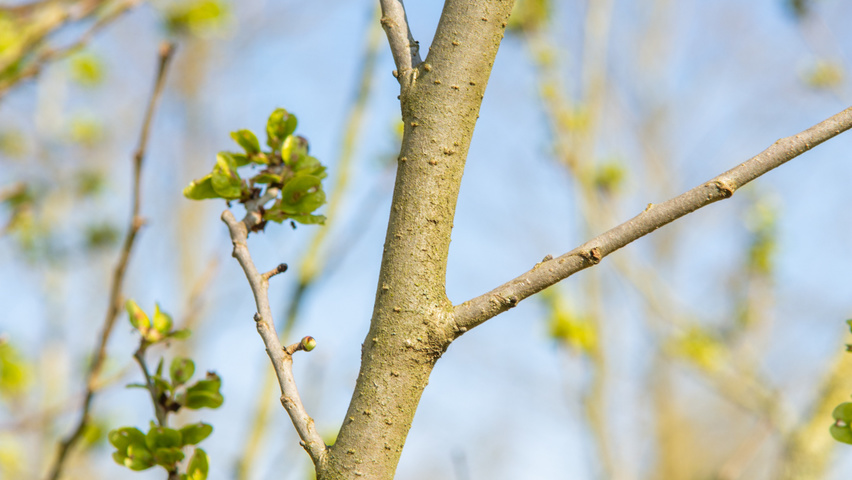 Ulmus 'Columella' twijgen