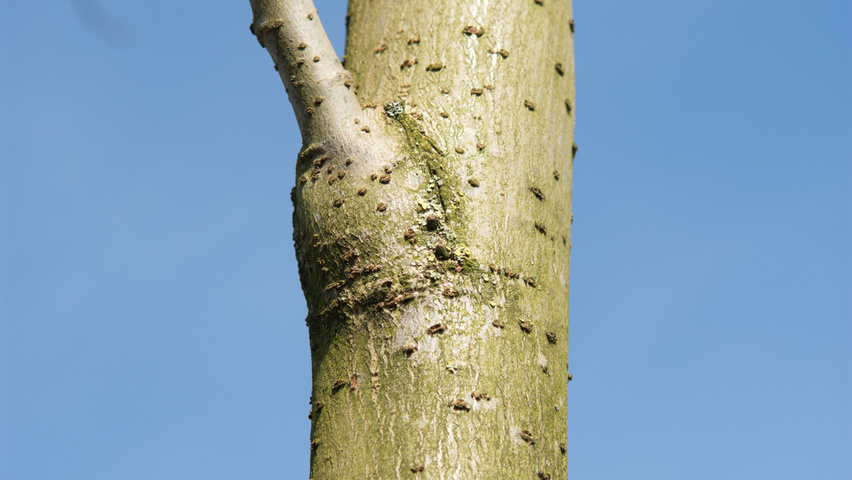 Ulmus 'Dodoens' bark