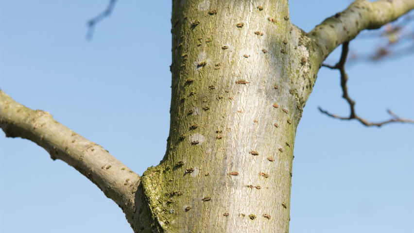 Ulmus 'Dodoens' bark