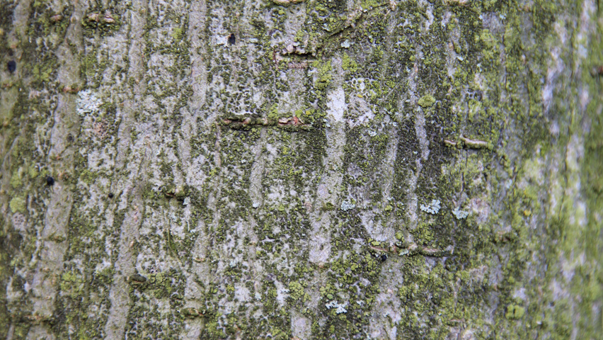 Ulmus 'Dodoens' bark