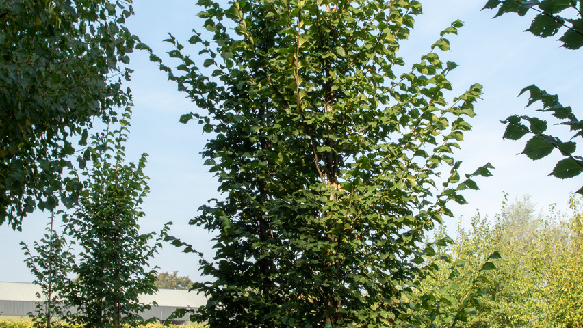 Ulmus 'Dodoens' feathered