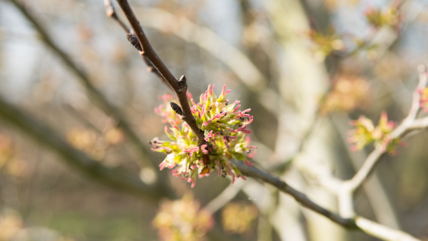 Ulmus 'Dodoens' flowers