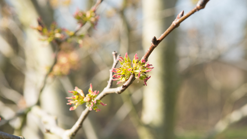 Ulmus 'Dodoens' flowers