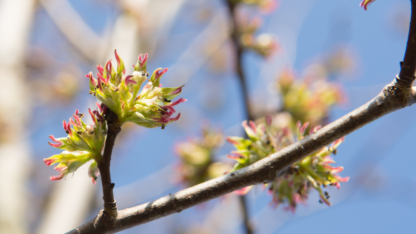Ulmus 'Dodoens' flowers