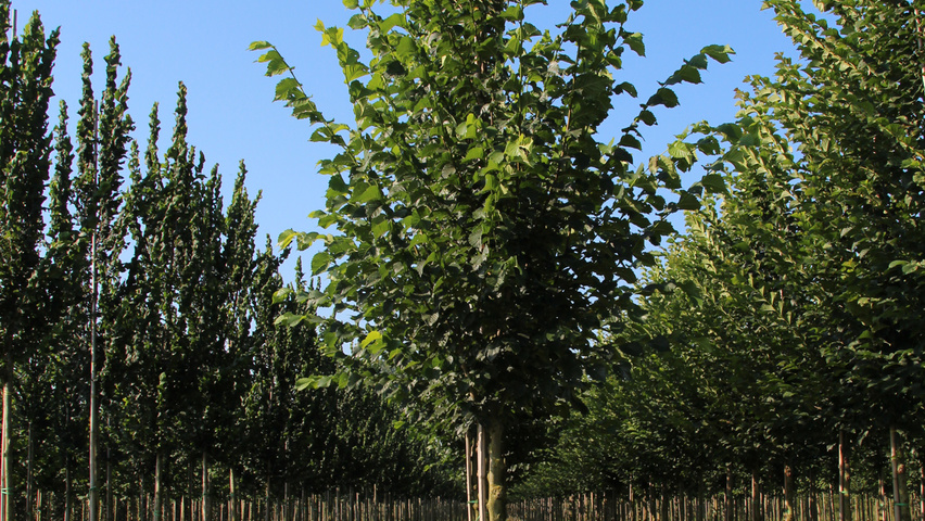 Ulmus 'Dodoens' standard tree
