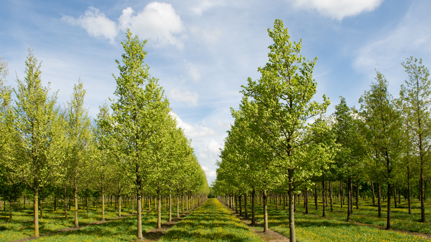Ulmus 'Dodoens' standard tree