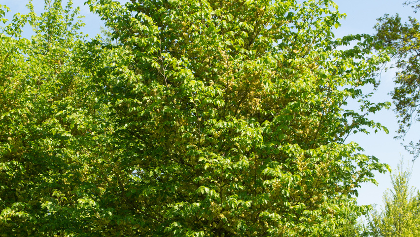 Ulmus 'Dodoens' standard tree