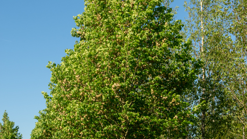 Ulmus 'Dodoens' standard tree