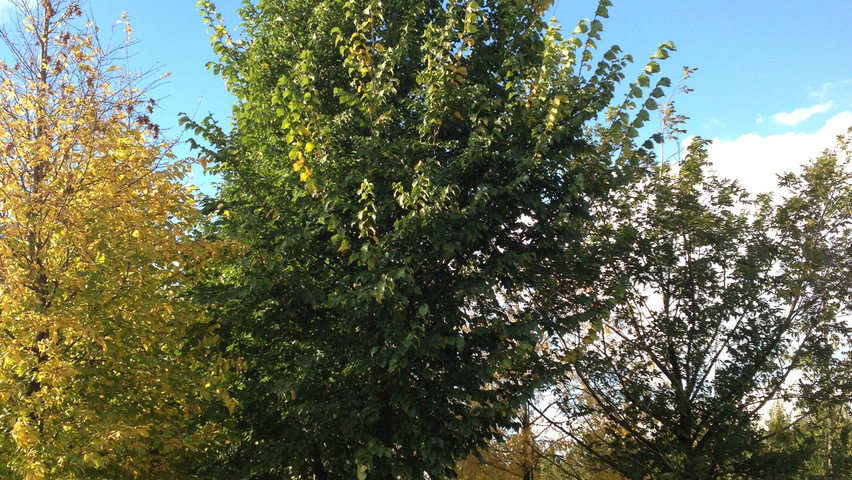Ulmus 'Dodoens' standard tree