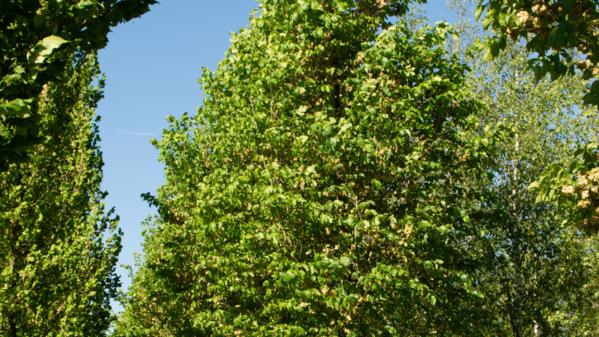 Ulmus 'Dodoens' standard tree