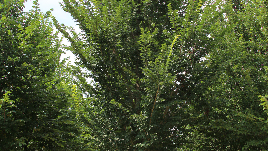 Ulmus 'Dodoens' standard tree