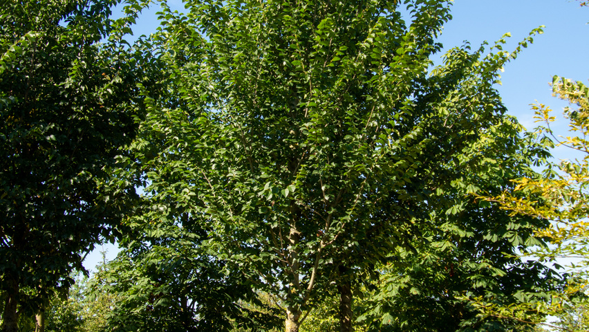 Ulmus 'Dodoens' standard tree