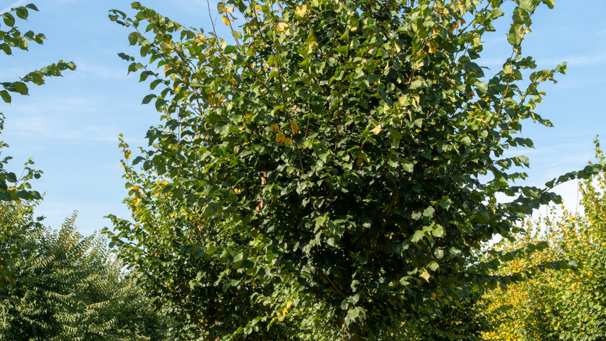 Ulmus 'Dodoens' standard tree