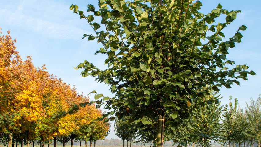 Ulmus 'Dodoens' standard tree