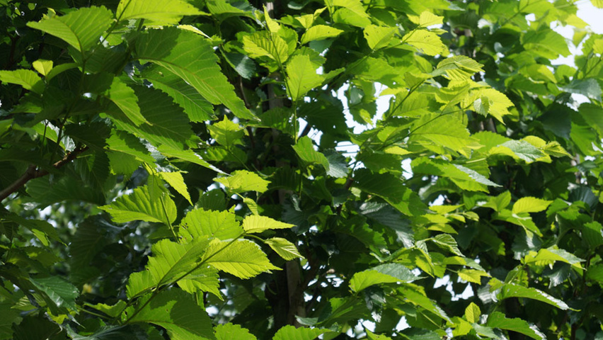 Ulmus 'Dodoens' leaves