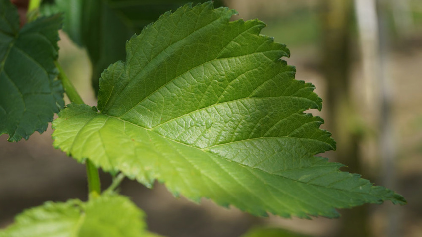 Ulmus 'Dodoens' leaves