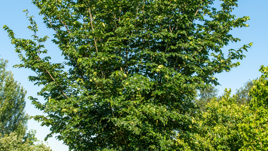Ulmus 'Dodoens' multi-stem