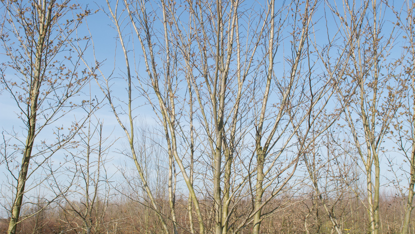 Ulmus 'Dodoens' multi-stem