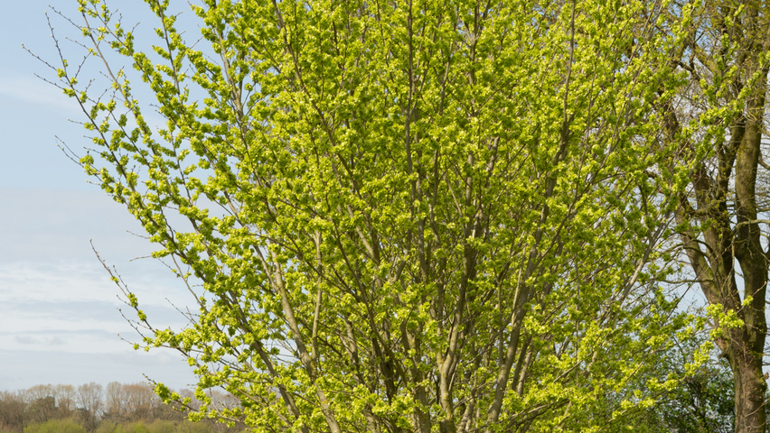 Ulmus 'Dodoens' multi-stem