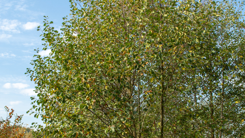 Ulmus 'Dodoens' multi-stem
