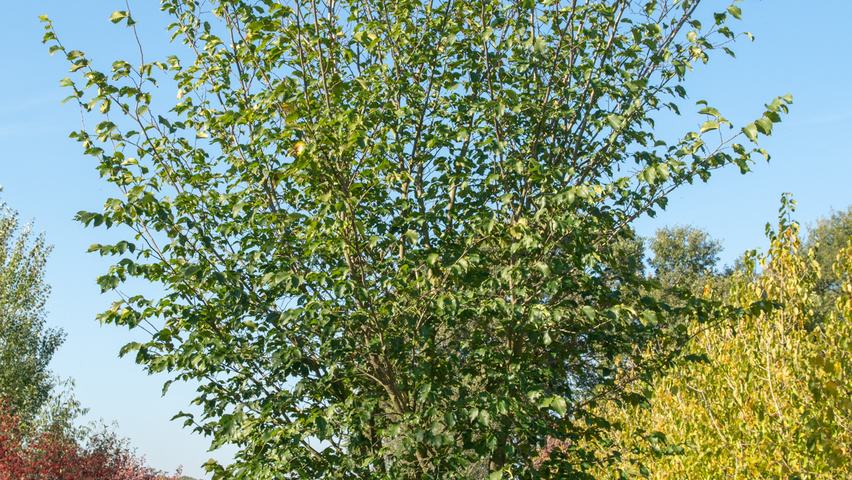 Ulmus 'Dodoens' multi-stem
