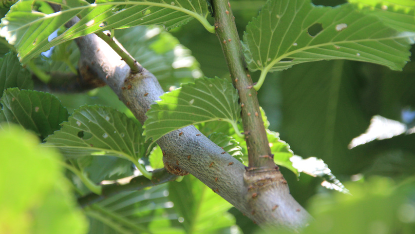 Ulmus 'Dodoens' twigs