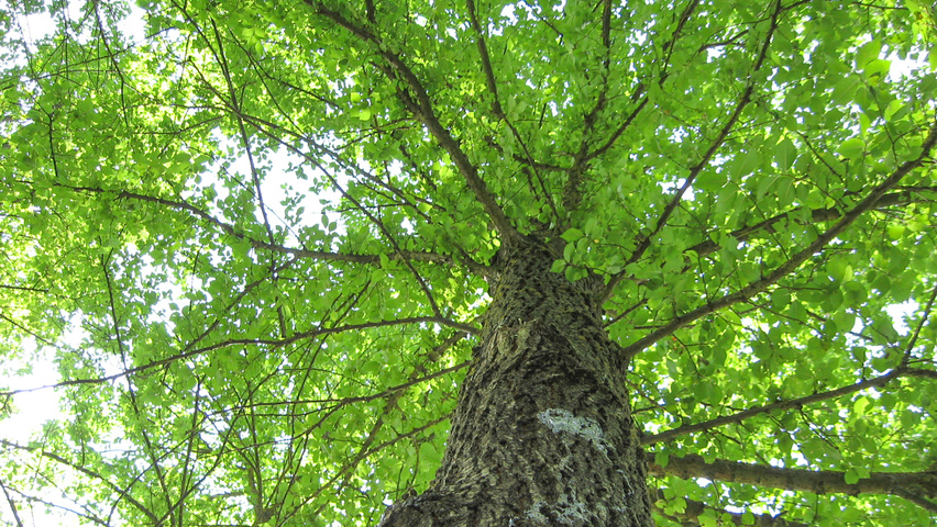Ulmus 'Fiorente'® bark
