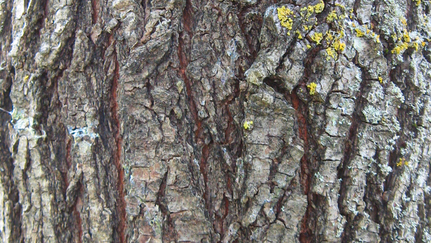 Ulmus 'Fiorente'® bark