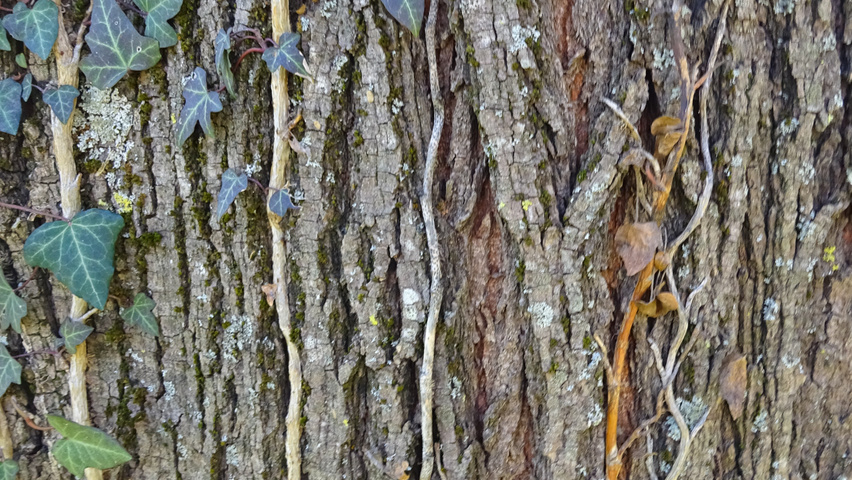 Ulmus 'Fiorente'® bark