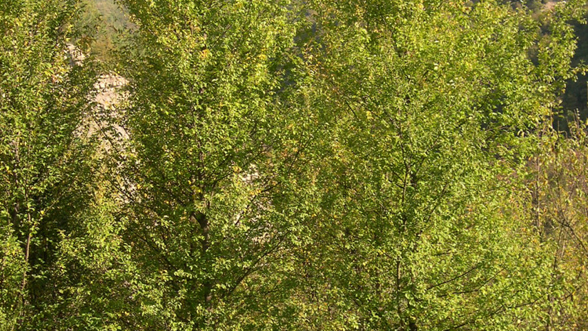 Ulmus 'Fiorente'® standard tree