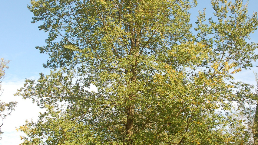 Ulmus 'Fiorente'® standard tree