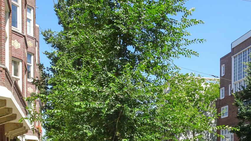 Ulmus 'Fiorente'® standard tree