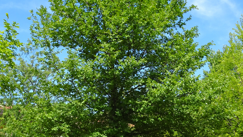 Ulmus 'Fiorente'® standard tree