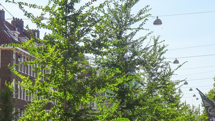 Ulmus 'Fiorente'® standard tree