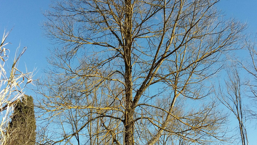 Ulmus 'Fiorente'® standard tree