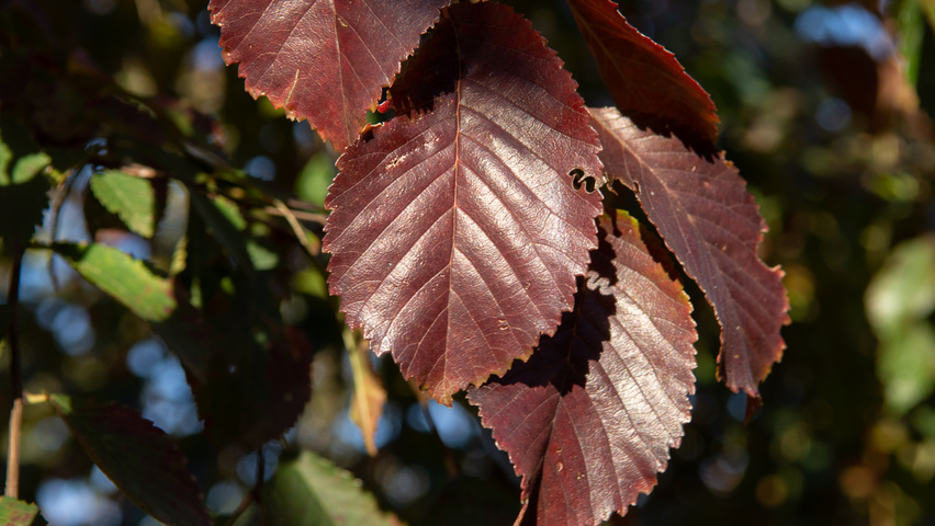 Ulmus 'Frontier' Herbstblatt