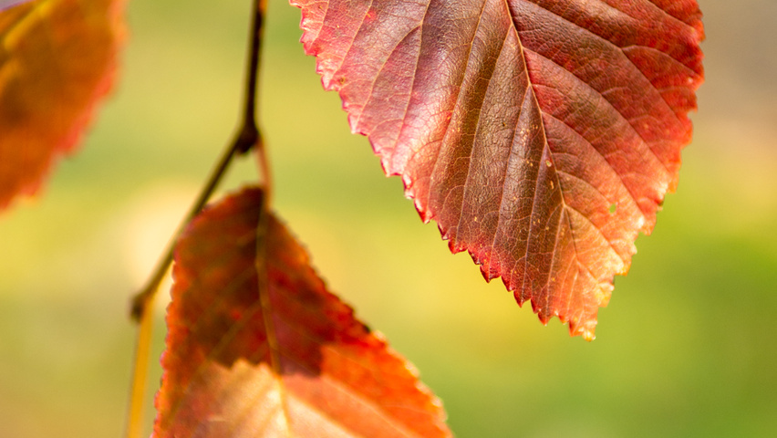 Ulmus 'Frontier' Herbstblatt
