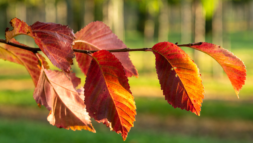 Ulmus 'Frontier' Herbstblatt