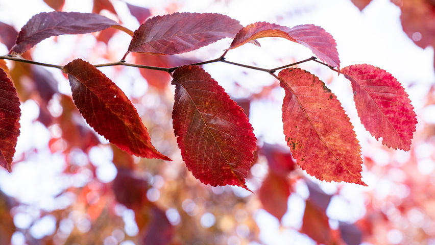Ulmus 'Frontier' Herbstblatt