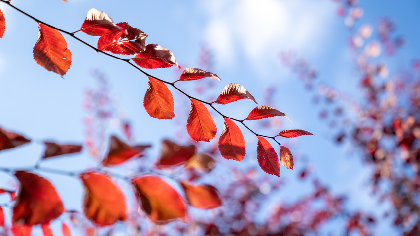 Ulmus 'Frontier' Herbstblatt