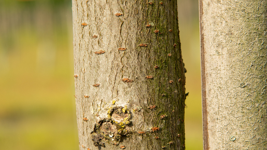 Ulmus 'Frontier' Rinden